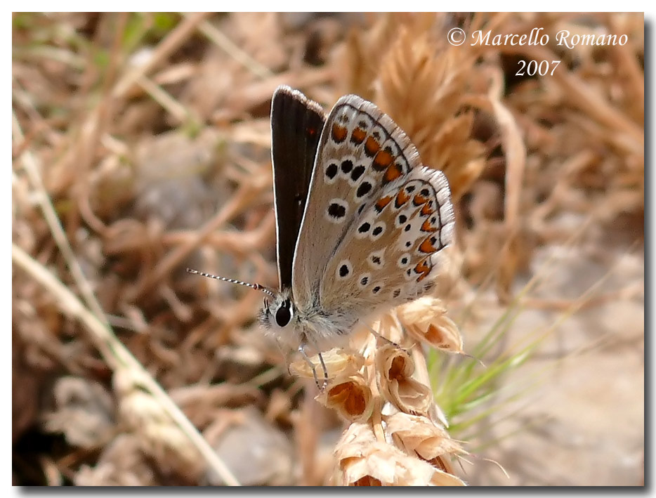 Prime visioni: Plebeius (Aricia) artaxerxes (Lycaenidae)